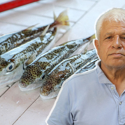 'Balon balığı, artık Akdeniz'in bir türü oldu'