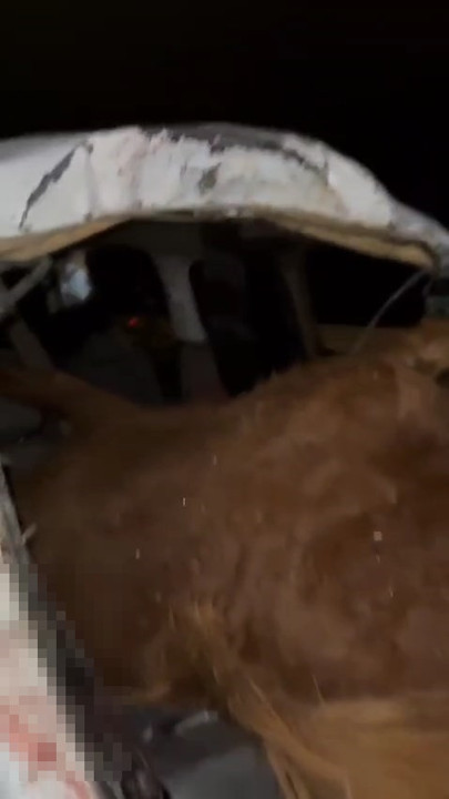 Hafif ticari aracın çarptığı at, ön camdan içeri girdi; sürücü ağır yaralı - Resim : 3