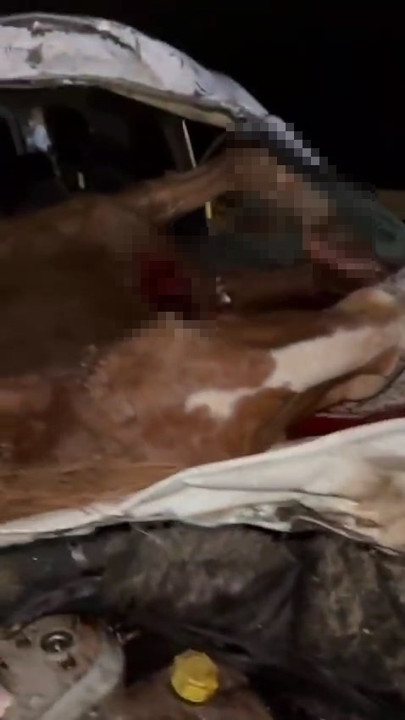 Hafif ticari aracın çarptığı at, ön camdan içeri girdi; sürücü ağır yaralı - Resim : 2