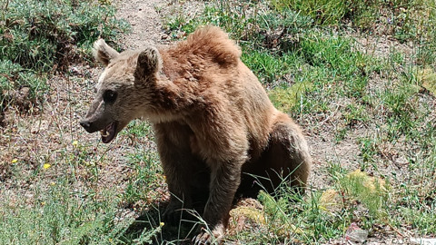 Bitlis Valiliği'nden Nemrut’a giden vatandaşlara 'bozayı' uyarısı
