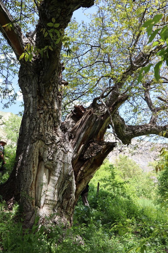 'İmam Ağacı' olarak bilinen ceviz ağacı 350 yaşında - Resim: 5