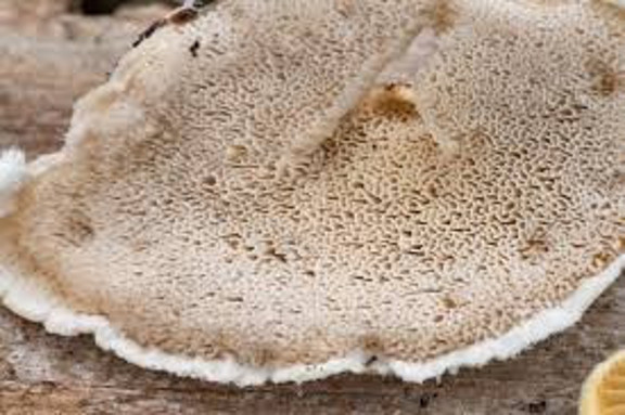 Bilim insanları en acı maddeyi buldu - Resim : 1