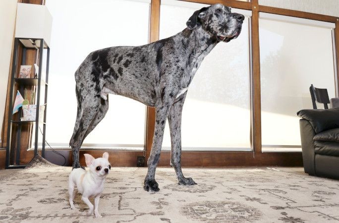 Dünyanın en büyük ve en küçük köpekleri bir araya geldi - Resim: 2