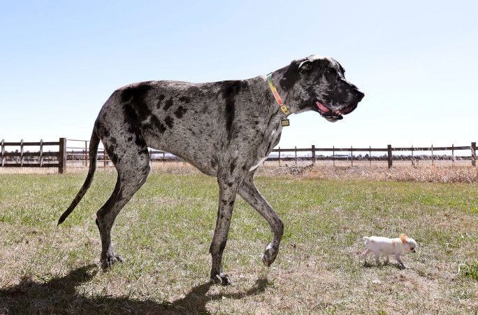 Dünyanın en büyük ve en küçük köpekleri bir araya geldi - Resim: 4