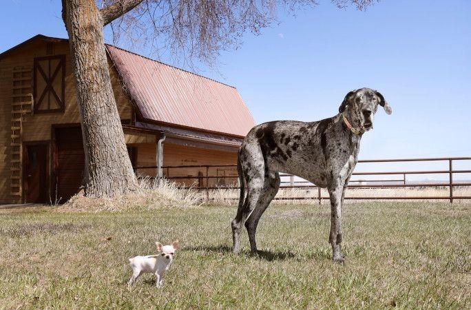 Dünyanın en büyük ve en küçük köpekleri bir araya geldi - Resim: 3