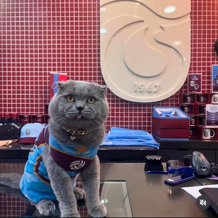 Trabzonspor maçlarını birlikte izlediği kedisi Tom'un stada alınması için afişli çağrıda bulundu - Resim : 3