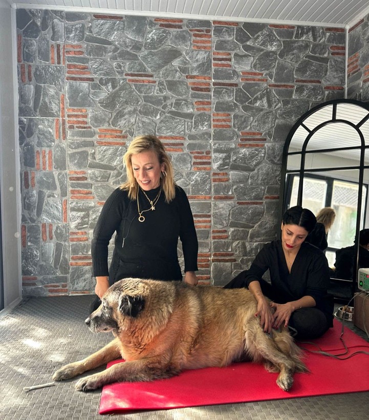 3 ayda 10 kilo veren obez köpek 'Duman', sahiplenmeyi bekliyor - Resim: 2