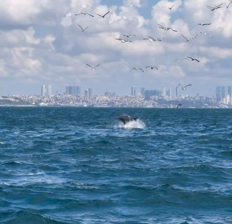 Marmara Denizi'nde yunusun 'Yavru öldürme' davranışı bilimsel makaleye konu oldu - Resim : 1