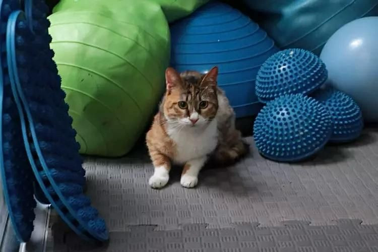 Depremzede kedi 'Defne'ye 2 yıl sonra yuva - Resim: 3