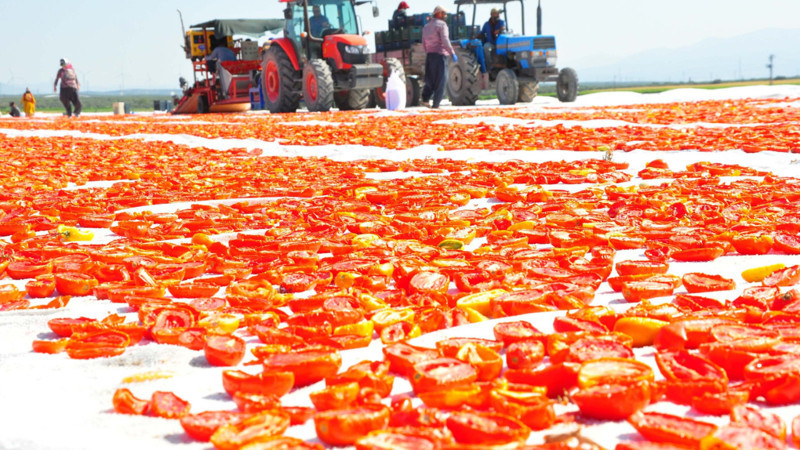 Kurutmalık domatesler serildi, Gediz Ovası kırmızıya büründü