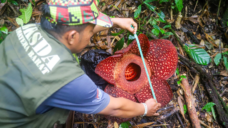 Endonezya'da dünyanın en büyük çiçeği ''Rafflesia Arnoldii'' açtı; tıpkı çürümüş et gibi kokuyor