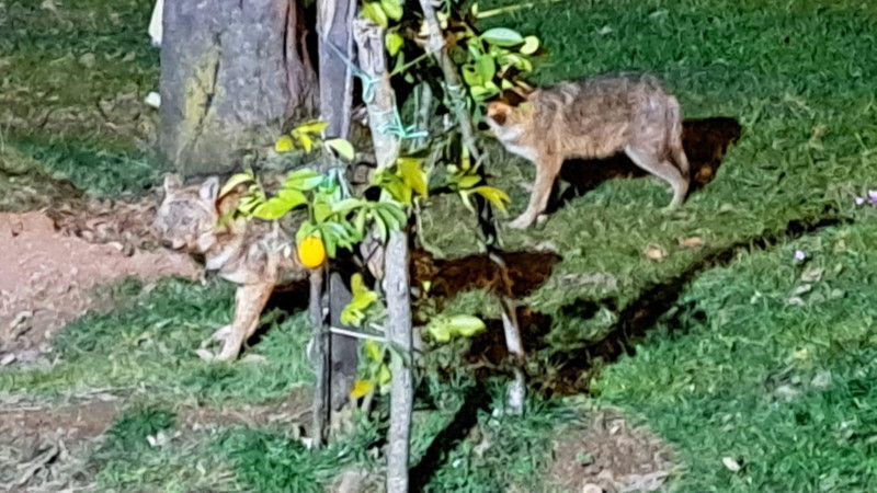 Her gün evinin önüne gelen çakalları besliyor