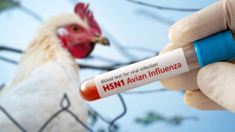 Meksika'da ‘H5N1’ kaynaklı ilk ölüm
