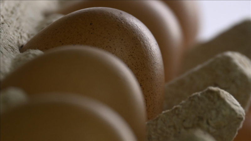 Sofralık yumurta ihracatına muafiyet düzenlemesi