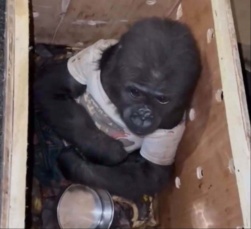 Türkiye'den transit geçirilmeye çalışılırken İstanbul Havalimanı'nda yakalanan goril yavrusundan haber var - Resim : 3