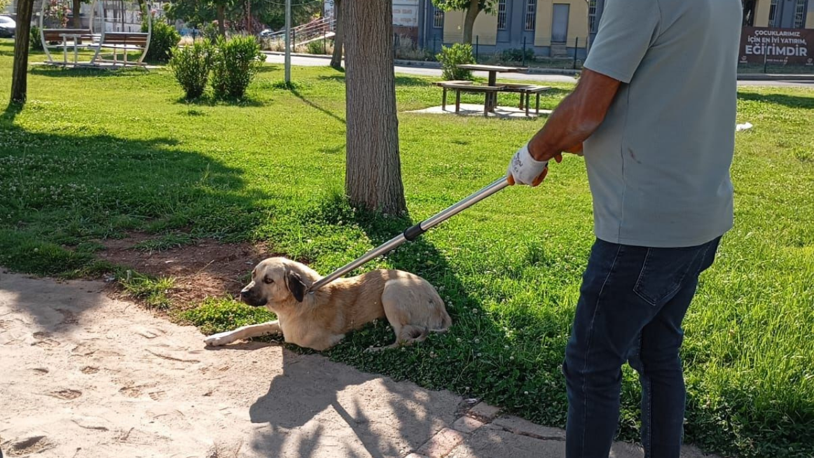 Kuduz köpek ısırdı: Karantinaya alındı