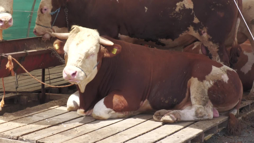 Kurbanlık satıcılarına sahte para uyarısı