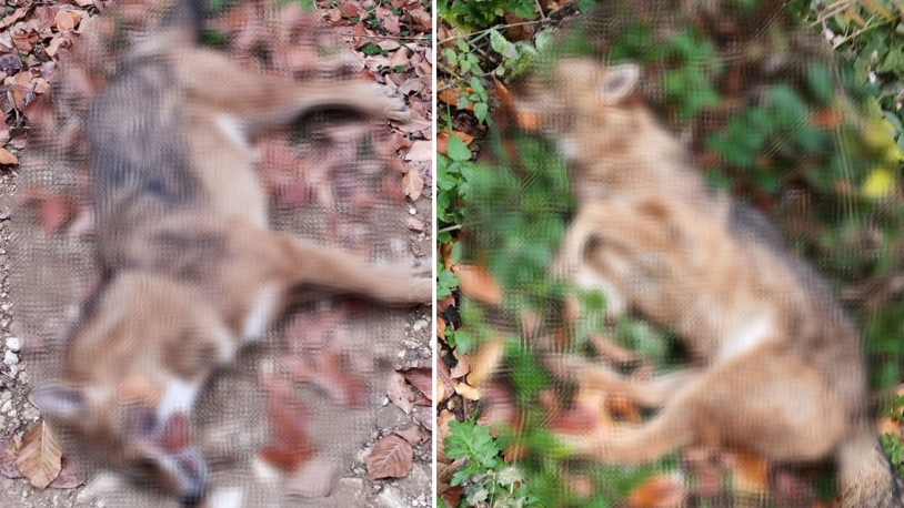 Ormanda 3 kurt öldürülmüş halde bulundu