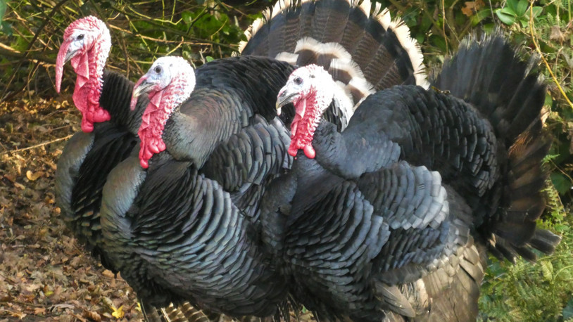 ‘Hindi çiftliği’ kurma vaadiyle 50 milyon liralık dolandırıcılık