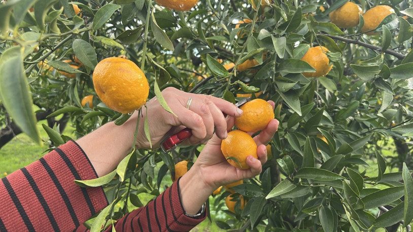 Bodrum'un coğrafi işaretli mandalinası bahçede 10, pazarda 50 liraya satılıyor