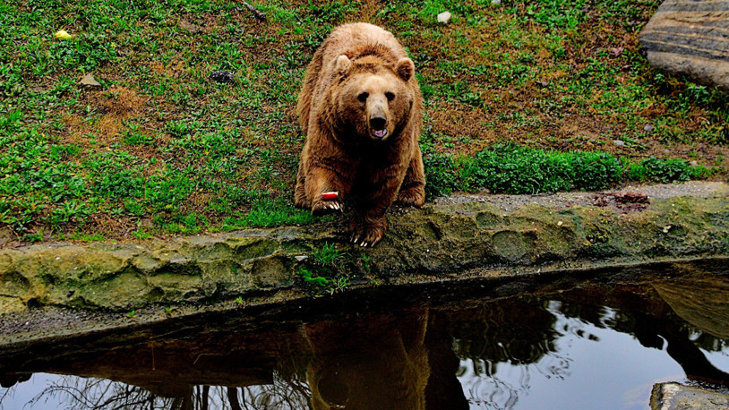 Kış uykusuna yatmayan ayılar, meyve ve balıkla besleniyor