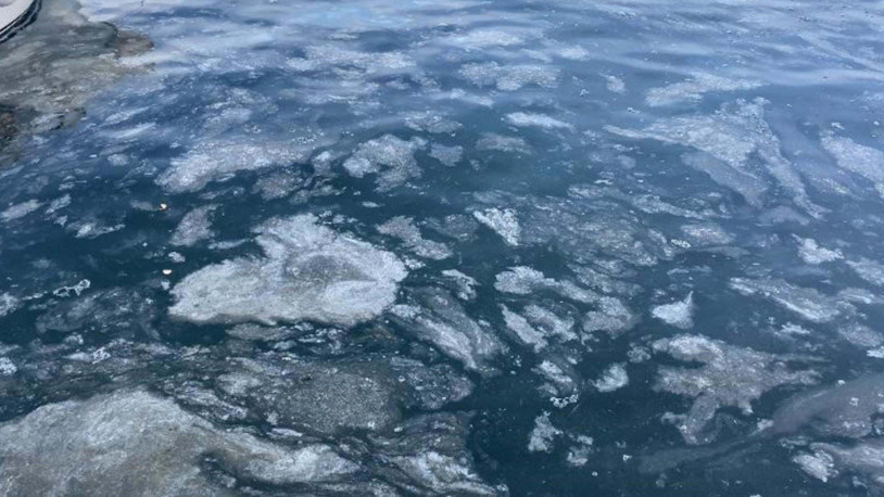 'Orman ve akarsu kenarlarındaki çalılıkların popülasyonundaki azalma müsilajı artırıyor'