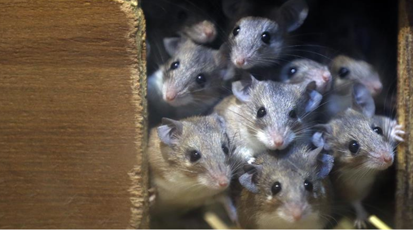 Araştırmaya göre, mikroplastikler farelerin beynindeki kan akışını engelliyor