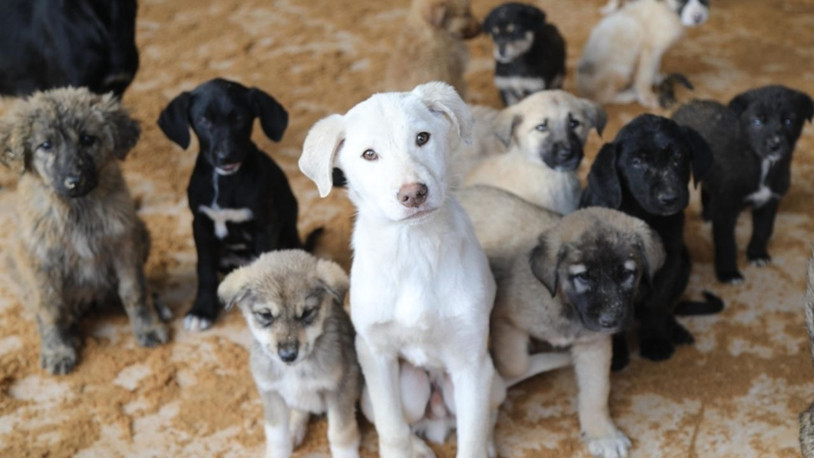 Hayvanseverlerden toplanan 18 milyon lirayı sahte faturayla şahsi hesaplarına aktarmışlar