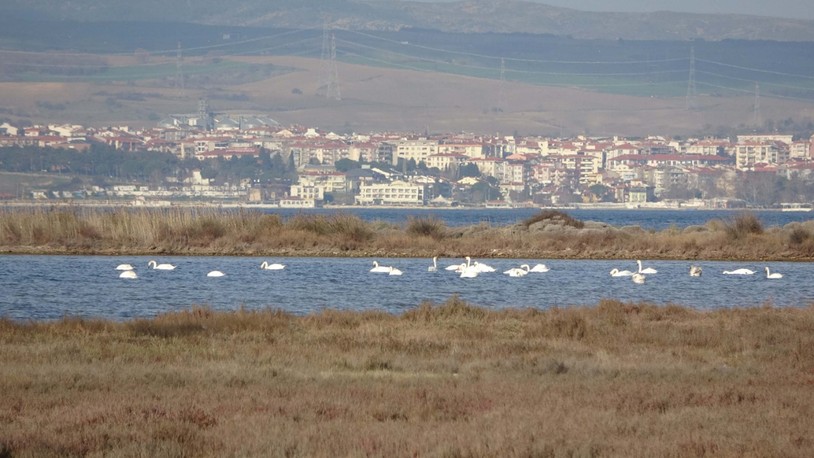 İklim değişikliği nedeniyle Çanakkale'deki kuş popülasyonu arttı