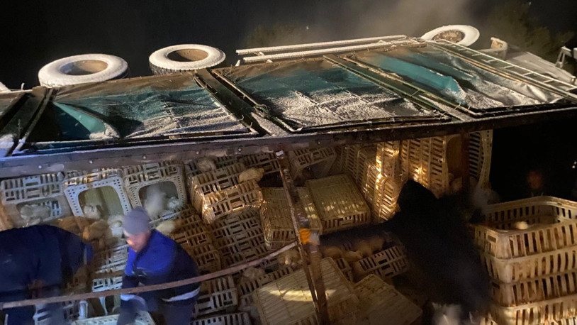 Bolu'da canlı tavuk yüklü kamyon devrildi; sürücü yaralandı, yüzlerce hayvan öldü