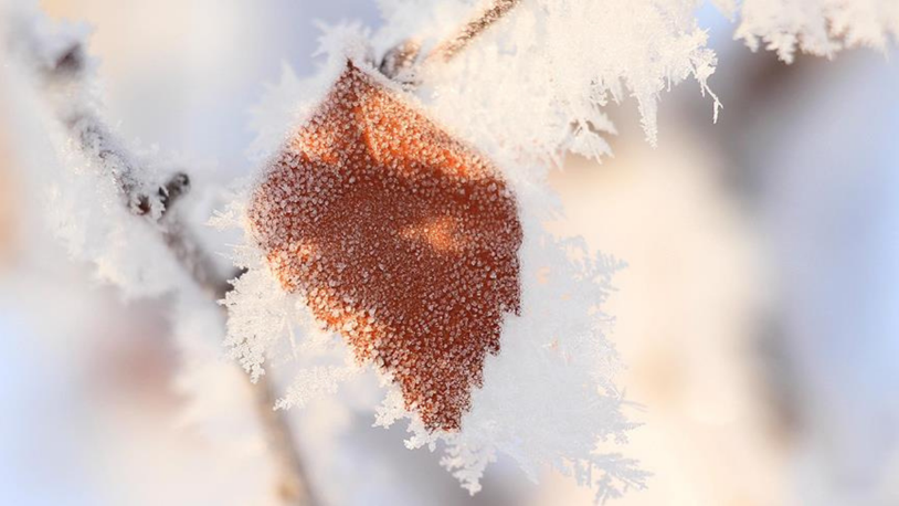 Meteorolojiden zirai don uyarısı