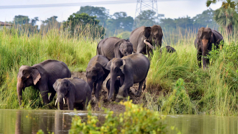 Hindistan'da fil saldırısı: 5 ölü