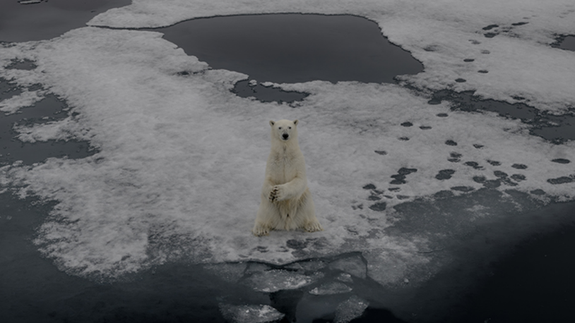 Nesli tehlike altında olan kutup ayısı alt popülasyonlarının bazılarında artış gözlemlendi