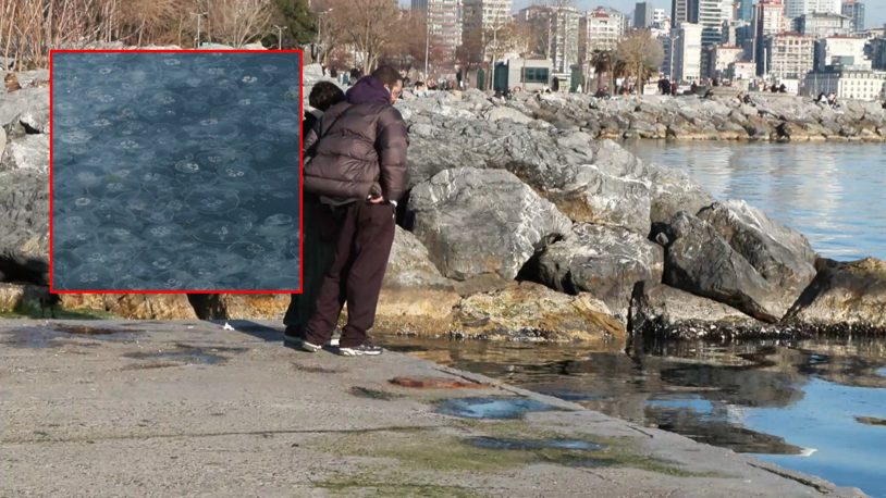 Moda Sahili'nde denizanası müsilajı; 'deniz alarm veriyor'