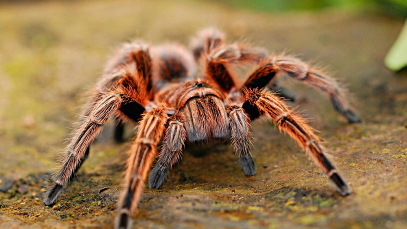 İnternette yasa dışı tarantula satışı... Tanesi 7 bin liraya kadar çıkıyor
