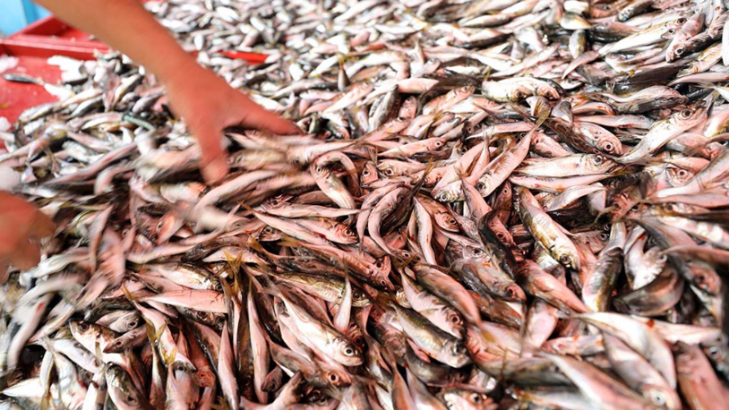 Ramazanda balık satışları azaldı fiyatlar düştü