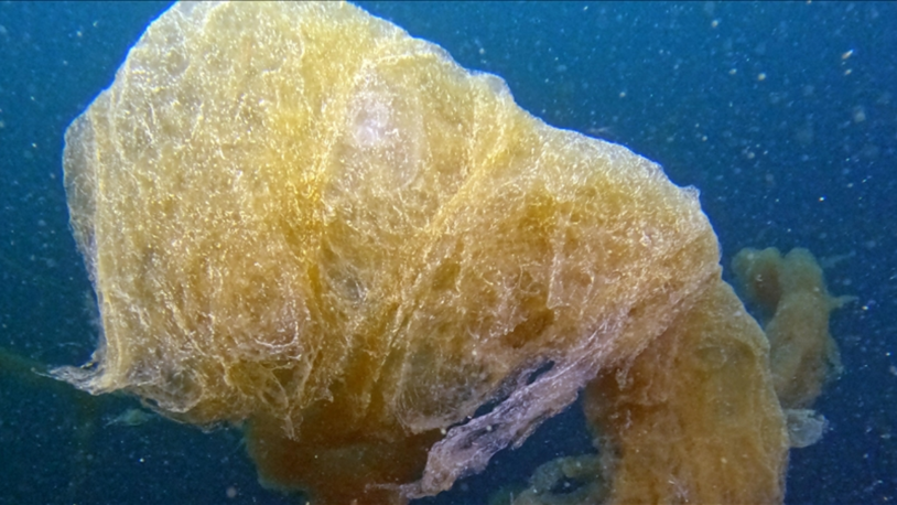 Marmara Denizi dibindeki yoğun müsilaj için "yüzeye yaklaşıyor" uyarısı