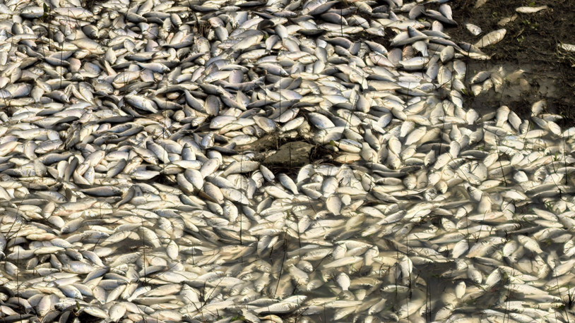 Bursa Ovası'nın besleyen barajda toplu balık ölümü