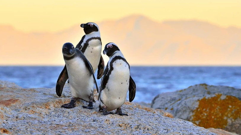 Güney Afrika'daki helikopter kazasından penguen sorumlu tutuldu