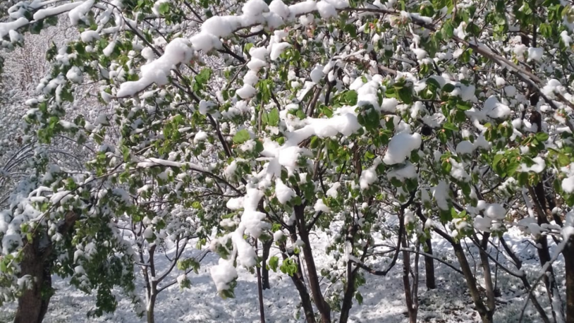 Bakan Yumaklı'dan zirai don açıklaması: Sigortası olanların parası hemen verilecek