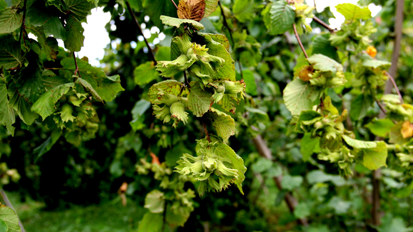 Fındıkta çifte tehdit; 200 bin ton kayıp beklentisi