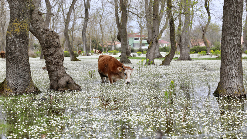 Kızılırmak Deltası, su papatyaları ile süslendi