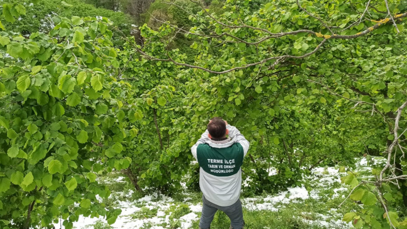 Samsun'da 'zirai don' etkisi; fındıkta zarar, 3 ürün de tehlikede