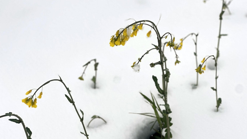Trakya'nın 'sarı altın çiçeği' kanola, zirai dondan korundu