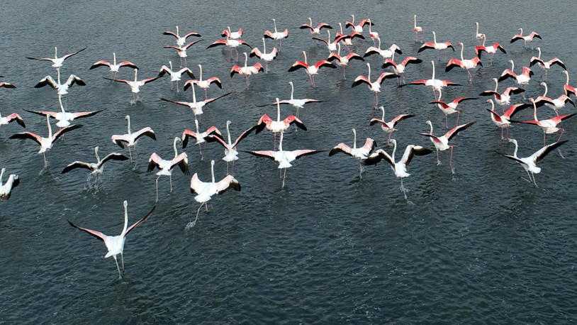 Flamingoların ilk kafilesi, Van Gölü Havzası'ndaki sulak alanlara geldi
