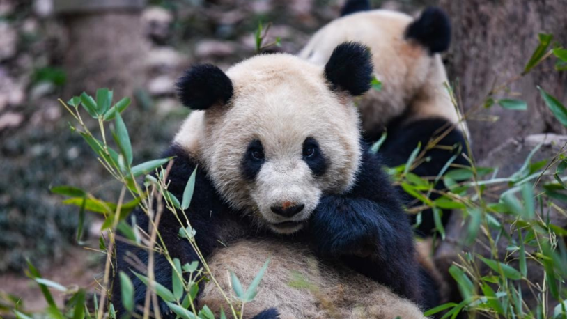 Çin, Avusturya'ya iki dev panda gönderdi