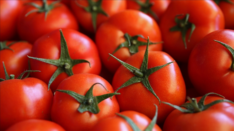 Virüslü domates tohumu iade edildi