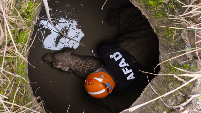 Eskişehir'de kuyuya düşen köpeği AFAD ekipleri kurtardı