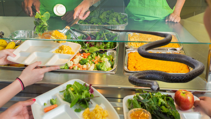 Hindistan'da okul yemeğinde ölü yılan bulundu, 100'den fazla çocuk hastalandı