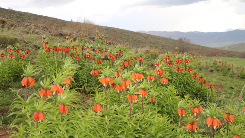 Karlıova’da ‘ters laleler’ çiçek açtı
